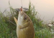 电线杆钓鱼技巧是什么？如何安全有效地进行？