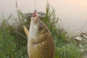 电线杆钓鱼技巧是什么？如何安全有效地进行？