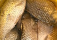 河里野钓鲫鱼技巧拉饵有哪些？如何提高拉饵钓鲫鱼的成功率？