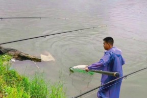 垂钓大青的技巧（提高钓鱼技术的关键是什么？）
