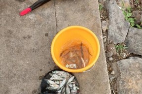钓鱼的流程和技巧（掌握钓鱼的关键技巧，享受放松和乐趣）