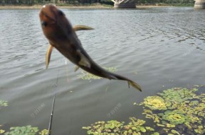 夏天钓鱼，远钓近好的技巧（挑战夏日高温）