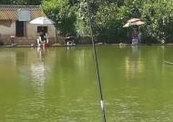 黑坑钓鱼方法实用技巧有哪些？如何提高钓鱼成功率？