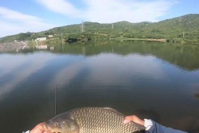 肥水后的水库钓鱼技巧有哪些？如何提高钓鱼成功率？