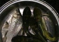 夜钓调漂技巧钓鲫鱼（夜晚钓鲫鱼的有效调漂技巧与心得分享）