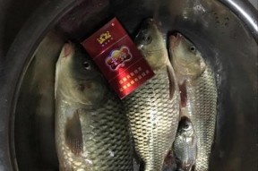 春季野钓鲫鱼的最佳搭配和技巧（掌握关键技巧）