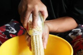 玉米发芽钓鱼的技巧（利用玉米发芽吸引鱼群）