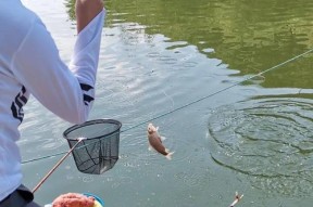 夏天下风口钓鱼的方法和技巧（享受夏日钓鱼乐趣）