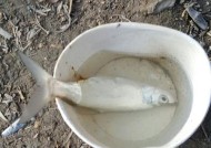 飞行员钓鱼技巧有哪些？如何在飞行间隙享受钓鱼乐趣？