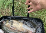 重庆冬天江里钓鱼技巧（揭秘重庆冬天江里钓鱼的高效技巧）
