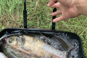 重庆冬天江里钓鱼技巧（揭秘重庆冬天江里钓鱼的高效技巧）