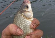 夏日抛竿钓鲢鱼的技巧与方法（掌握钓鲢鱼的关键）