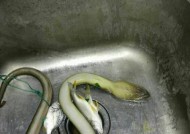 如何野钓鳗鱼（掌握关键技巧）