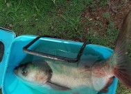 初春鲢鳙垂钓技巧和方法教程？如何提高钓鱼成功率？