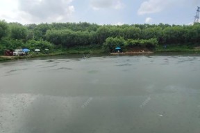 肥水湖钓鱼技巧有哪些？如何提高钓鱼成功率？