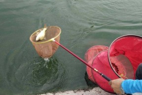 钓鱼味型调味技巧，让你的菜肴更加诱人美味（掌握精妙技巧，让菜肴散发出诱人的钓鱼香）