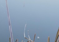 夏日清晨水草边钓鱼技巧（享受夏日清晨钓鱼的乐趣）