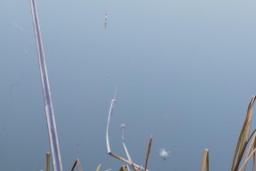 夏日清晨水草边钓鱼技巧（享受夏日清晨钓鱼的乐趣）