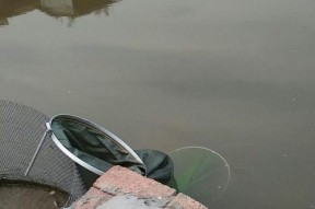 溪流钓鱼技巧大揭秘（钓鱼达人教你如何在溪流中捕获丰富鱼群）