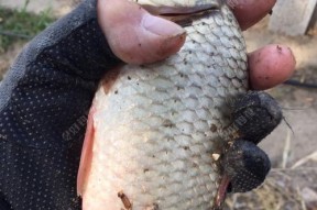 浮萍塘钓大板鲫鱼技巧是什么？如何提高钓获率？