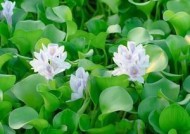 浮萍水草钓鱼技巧有哪些？如何提高钓鱼成功率？