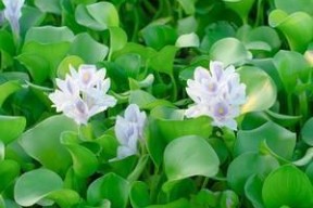 浮萍水草钓鱼技巧有哪些？如何提高钓鱼成功率？