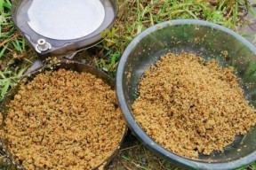 玉米野钓鲤鱼的技巧与方法