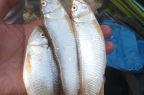 重庆野河钓鱼技巧（掌握重庆野河钓鱼的技巧）