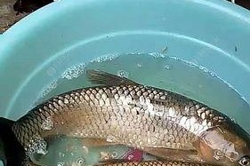 草鱼钓鱼方法与技巧有哪些？如何提高钓获率？