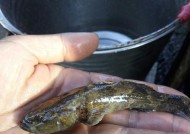 河流垂钓鲫鱼技巧和方法是什么？如何提高垂钓鲫鱼的成功率？