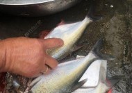 冬天野钓鳊鱼的技巧与方法（冬季寒冷中的钓鳊鱼秘籍）