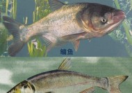 如何提高肥水鲤鱼的垂钓成功率？垂钓技巧教程有哪些？