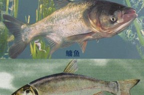 如何提高肥水鲤鱼的垂钓成功率？垂钓技巧教程有哪些？