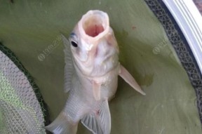 钓鱼调饵技巧大揭秘（掌握鱼饵教程，成为钓鱼高手）