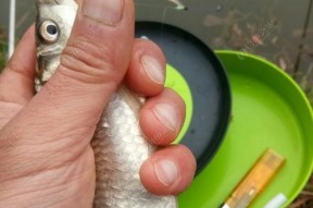 阴天钓鱼技巧之红虫正确挂钩方法（掌握正确的红虫挂钩技巧）