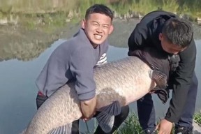 钓大青鱼，东北春季技巧（掌握正确技巧，提升钓大青鱼成功率）