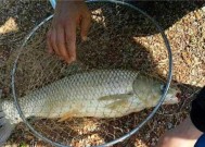 浮水钓草鱼的技巧和方法是什么？如何提高浮水钓草鱼的成功率？