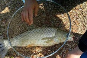 浮水钓草鱼的技巧和方法是什么？如何提高浮水钓草鱼的成功率？