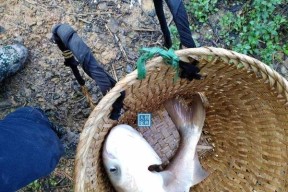 夏天抛竿钓鲢鱼的技巧（提高夏季钓鲢鱼成功率的实用经验）