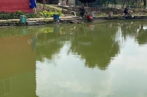 如何在肥水塘中选择最佳钓鱼位置和时间？使用什么饵料最有效？