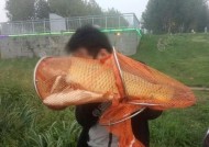 西安灞河初冬钓鱼技巧（挑战初冬）