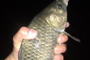 河虾挂钩夜钓技巧有哪些？如何提高夜钓成功率？