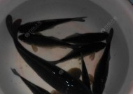 夜钓浮钓鲫鱼的技巧（掌握关键的诱饵和调漂方法）