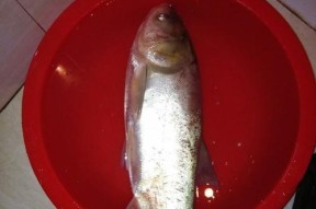 低温夜钓鲢鳙技巧教学？如何提高钓鲢鳙的成功率？