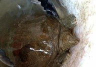 浮萍塘口钓甲鱼技巧有哪些？如何提高钓甲鱼的成功率？