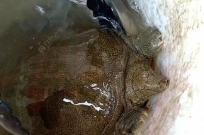 浮萍塘口钓甲鱼技巧有哪些？如何提高钓甲鱼的成功率？