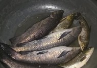 黑坑青鱼夜钓最佳时间是什么时候？有哪些夜钓技巧？