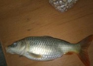 河里鲤鱼鲫鱼钓鱼技巧有哪些？如何提高钓鱼成功率？