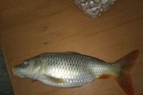 河里鲤鱼鲫鱼钓鱼技巧有哪些？如何提高钓鱼成功率？
