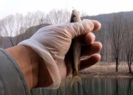 木棍钓鱼的技巧与方法（灵活运用木棍）